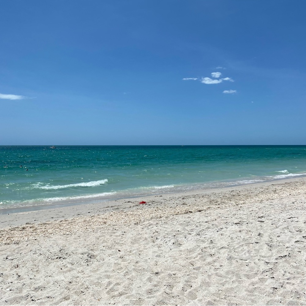 RESERVED for Rhonda S. SHELLS SHELLS and more Shells!